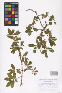 Lonicera caerulea L., Eastern Europe, Eastern region (E10) (Russia)