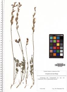 Astragalus macropus Bunge, Eastern Europe, Middle Volga region (E8) (Russia)