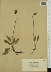 Hieracium pallescens subsp. trachselianoides (Zahn) Greuter, Western Europe (EUR) (Austria)