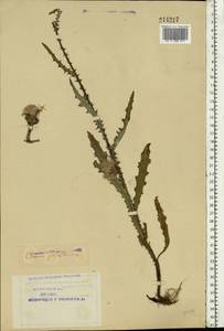 Cirsium palustre (L.) Scop., Eastern Europe, Northern region (E1) (Russia)