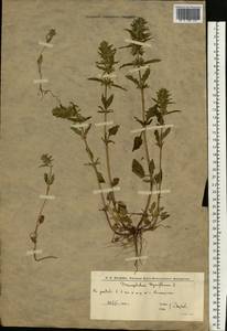 Dracocephalum thymiflorum L., Eastern Europe, Lower Volga region (E9) (Russia)