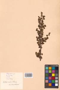 Betula glandulosa Michx., Siberia, Russian Far East (S6) (Russia)