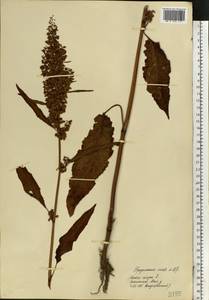 Rumex longifolius DC., Eastern Europe, Moscow region (E4a) (Russia)