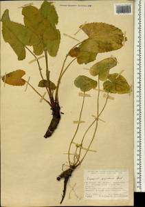 Eryngium giganteum M. Bieb., South Asia, South Asia (Asia outside ex-Soviet states and Mongolia) (ASIA) (Turkey)