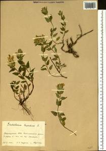 Scutellaria alpina L., Eastern Europe, Eastern region (E10) (Russia)
