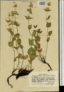 Hymenocrater sessilifolius Benth., South Asia, South Asia (Asia outside ex-Soviet states and Mongolia) (ASIA) (Afghanistan)