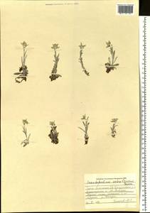 Leontopodium leontopodinum (DC.) Hand.-Mazz., Siberia, Altai & Sayany Mountains (S2) (Russia)