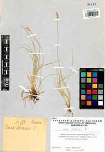 Carex loliacea L., Siberia, Baikal & Transbaikal region (S4) (Russia)