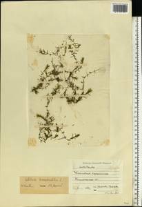 Callitriche hermaphroditica L., Eastern Europe, North-Western region (E2) (Russia)