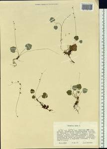 Mitella nuda L., Siberia, Yakutia (S5) (Russia)