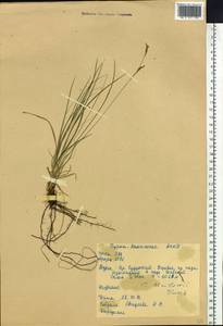 Carex pediformis var. pediformis, Siberia, Baikal & Transbaikal region (S4) (Russia)