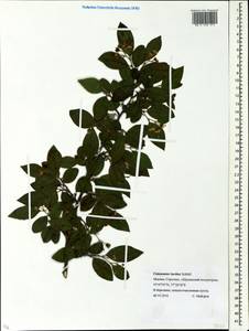 Cotoneaster acutifolius Turcz., Eastern Europe, Moscow region (E4a) (Russia)