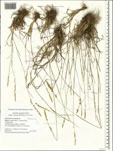 Agrostis gigantea Roth, Crimea (KRYM) (Russia)