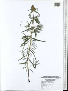 Dracocephalum ruyschiana L., Eastern Europe, Central region (E4) (Russia)