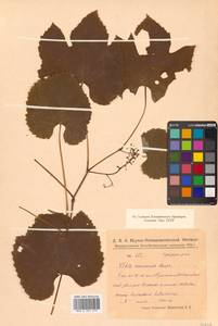 Vitis amurensis Rupr., Siberia, Russian Far East (S6) (Russia)