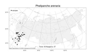 Phelipanche arenaria (Borkh.) Pomel, Atlas of the Russian Flora (FLORUS) (Russia)