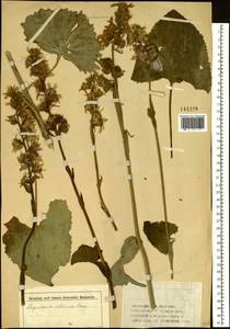 Ligularia sibirica (L.) Cass., Siberia (no precise locality) (S0) (Russia)