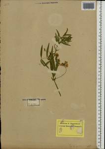 Lathyrus palustris L., Eastern Europe, North-Western region (E2) (Russia)