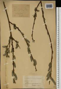 Salix caprea × cinerea, Eastern Europe, Central forest-and-steppe region (E6) (Russia)