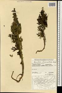 Aconitum chasmanthum Stapf ex Holmes, Mongolia (MONG) (Mongolia)