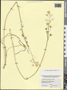 Ornithogalum hajastanum Agapova, Caucasus, Armenia (K5) (Armenia)