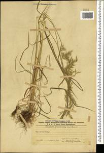 Trisetum flavescens (L.) P.Beauv., Caucasus, Azerbaijan (K6) (Azerbaijan)