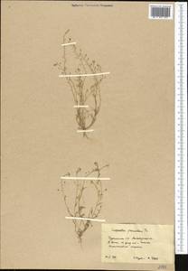 Hornungia procumbens (L.) Hayek, Middle Asia, Karakum (M6) (Turkmenistan)