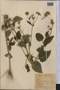 Ageratum conyzoides L., America (AMER) (Cuba)