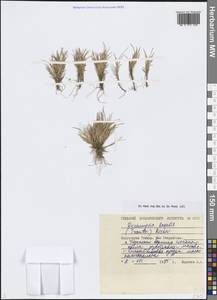 Deschampsia cespitosa subsp. cespitosa, Siberia, Central Siberia (S3) (Russia)