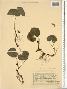 Asarum europaeum subsp. caucasicum (Duchartre) Soó, Caucasus, Black Sea Shore (from Novorossiysk to Adler) (K3) (Russia)