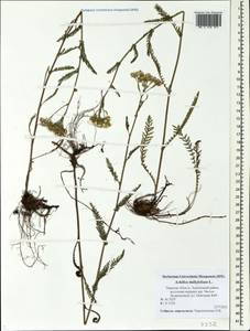 Achillea millefolium L., Eastern Europe, North-Western region (E2) (Russia)