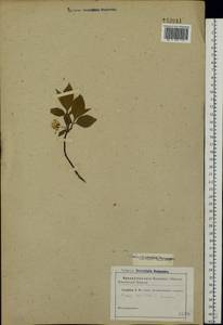 Prunus domestica L., Eastern Europe, Middle Volga region (E8) (Russia)