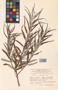 Salix viminalis L., Eastern Europe, Western region (E3) (Russia)