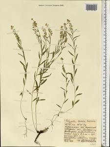 Polygala comosa Schkuhr, Eastern Europe, North Ukrainian region (E11) (Ukraine)