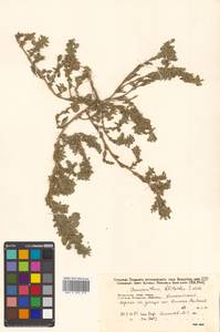 Amaranthus blitoides S. Watson, Siberia, Russian Far East (S6) (Russia)