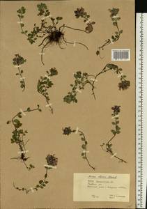 Clinopodium alpinum (L.) Kuntze, Eastern Europe, West Ukrainian region (E13) (Ukraine)