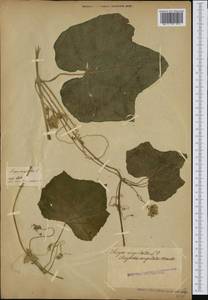 Sicyos angulatus L., Botanic gardens and arboreta (GARD) (Not classified)