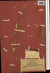 Astrodaucus orientalis (L.) Drude, Caucasus, Azerbaijan (K6) (Azerbaijan)