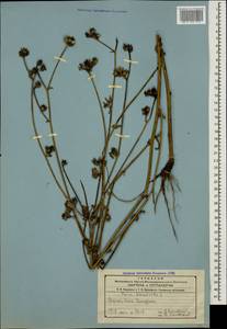 Picris hieracioides L., Caucasus, Georgia (K4) (Georgia)