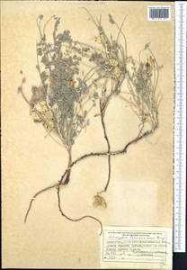 Astragalus lehmannianus Bunge, Middle Asia, Muyunkumy, Balkhash & Betpak-Dala (M9) (Kazakhstan)