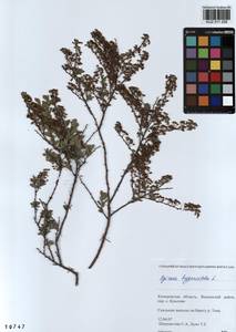 Spiraea hypericifolia L., Siberia, Altai & Sayany Mountains (S2) (Russia)