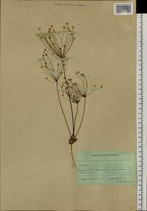 Androsace lactiflora Fisch. ex Willd., Siberia, Baikal & Transbaikal region (S4) (Russia)