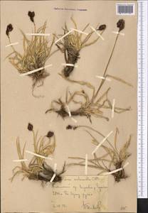 Carex melanantha C.A.Mey., Middle Asia, Western Tian Shan & Karatau (M3) (Uzbekistan)