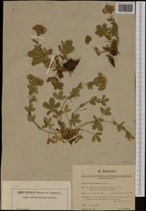 Potentilla caulescens L., Western Europe (EUR) (Italy)