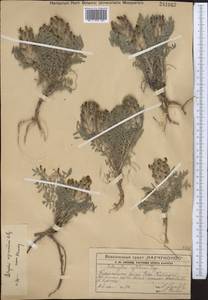 Astragalus stenocystis Bunge, Middle Asia, Western Tian Shan & Karatau (M3) (Kazakhstan)