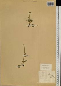 Ranunculus altaicus Laxm., Siberia, Baikal & Transbaikal region (S4) (Russia)