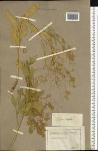 Lepidium latifolium L., Eastern Europe, Lower Volga region (E9) (Russia)