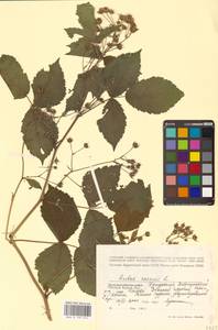 Rubus caesius L., Eastern Europe, Volga-Kama region (E7) (Russia)