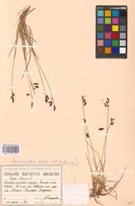 Carex rariflora (Wahlenb.) Sm., Siberia, Western Siberia (S1) (Russia)