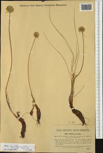 Allium marschallianum Vved., Western Europe (EUR) (Italy)